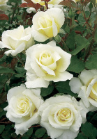 Роза Айсберг біла патіо