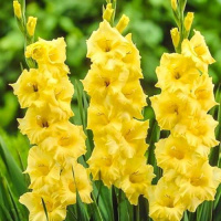 Гладиолус Golden Sunrise 3 шт бамбино, De Ree