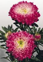 Астра китайская для среза Матадор 1000 семян кримсон, Benary flowers