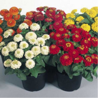 Цинния элегантная Циннита F1 250 семян смесь, Benary flowers