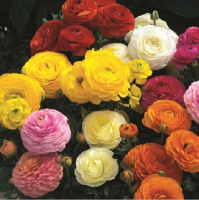 Лютик азиатский Мэджик F1 50 дражированных семян смесь, Syngenta Flowers