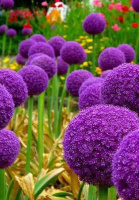 Аллиум Giganteum (10331)