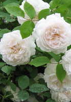 Роза Сяюча наречена англійська плетиста