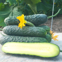 Огурец Каприкорн F1 самоопыляемый 500 шт, Yuksel Seeds