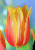 Тюльпан Blashing Beauty 3 шт гигантский, De Ree (10223)