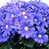 Анемона Blue Shades 5 шт  De Ree