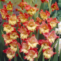 Гладиолус JackPot серия Butterfly (10130), De Ree