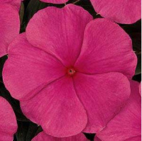 Катарантус Титан F1 100 семян темно-розовый, Pan American flowers