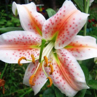 Лилия Salmon Star ориентальная тигровая, De Ree
