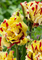 Тюльпан попугаевидный Flaming Parrot (10261)
