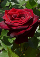 Троянда Блек Баккара чайно-гібридна