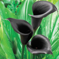 Калла Black Diamond великоквіткова, De Ree