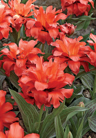 Тюльпан грейга Double Red Riding Hood (10229)