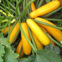 Кабачок Мэри Голд F1 100 шт кустовой ультраранний, Clause