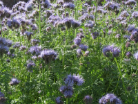 Фацелия весовая медоносная ранняя
