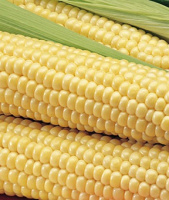 Кукуруза весовая среднеспелая сахарная