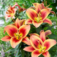 Лилия Montego bay ОТ гибрид, De Ree