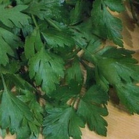 Петрушка Богатир вагова листова пізня