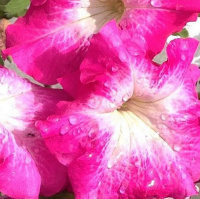 Петуния Селебрети F1 1000 дражированных семян бело-малиновая, Benary flowers
