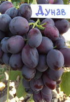 Саженцы винограда "Дунав"