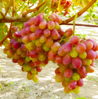 Саженцы винограда Анита