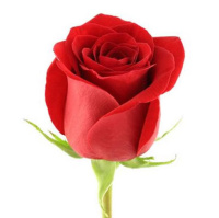 Защита РОЗ на 5 л сезонный набор препратов,  Syngenta