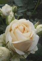 Троянда Аваланж чайно-гібридна