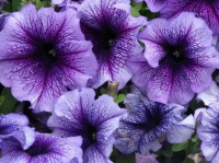 Петуния Браво F1 1000 дражированных семян синяя с прожилками, Syngenta Flowers