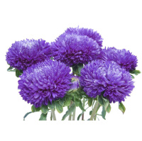 Астра китайская Балун темно-синяя 1 г, Satimex