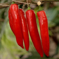 Перець Козумел F1 1000 насіння гострий середньостиглий, Unigen Seeds