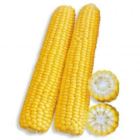 Кукуруза Андреа F1 SX-654 кукуруза среднеранняя 1000 г, Satimex