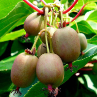 Актинідія Оригінальна (жіночий сорт)