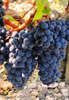 Саженцы винограда Мерло