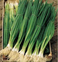 Цибуля Параде 10000 насінин на перо ранній, Bejo Zaden