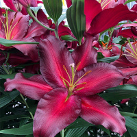 Лилия Avinger гигант высокорослая, De Ree