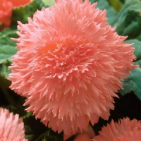 Бегония Лососевая фимбриата, De Ree