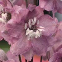 Дельфиниум махровый Магический фонтан F1 250 семян черри с глазком, Benary flowers