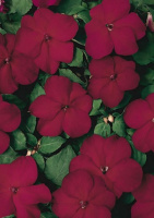 Бальзамин Уоллера Баланс F1 100 семян бургунди, Hem Genetics