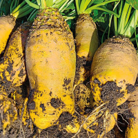 Свекла кормовая ПОЛЬША Урсус желтая на развес, Агролиния