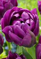 Тюльпан Wow Blue 3 шт махровый, De Ree(10259)