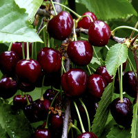 Черешня Леся ранняя