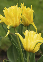 Тюльпан Yellow Spider 3 шт лилиевидный , De Ree (10237)