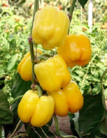 Перець Марадонна F1 500 насінин ранній, Seminis