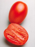 Томат Гваделетте F1 1000 семян для переработки высокорослый ранний, Seminis