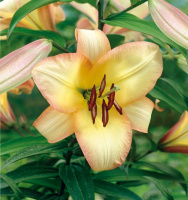 Лилия Boogie Woogie ОТ гибрид, De Ree