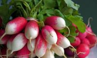 Редис Французский завтрак весовой ранний