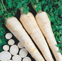 Петрушка Берлінська вагова коренева пізня