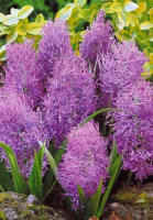 Мушкари Comosum Plumosum (10329)