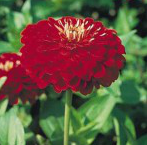 Астра китайская Принцесса Бенари 1000 семян темно-красная, Benary flowers