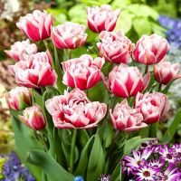 Тюльпан  Chandelier 3 шт махровый, De Ree 